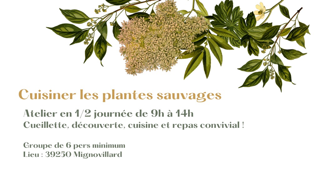illustration Cueillette et cuisine de plantes sauvages