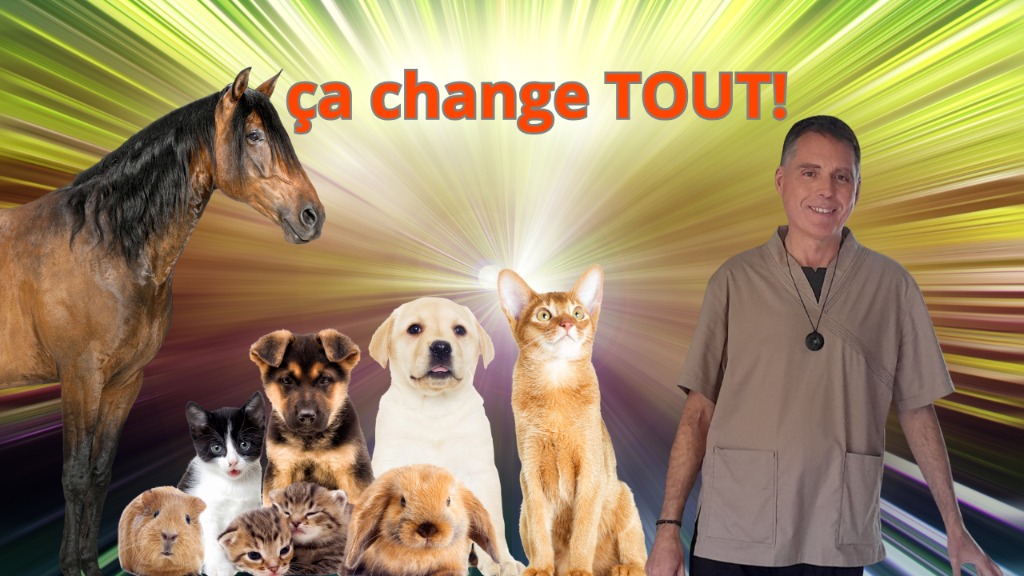 illustration Magnétisme pour animaux : la méthode douce qui change TOUT!✨