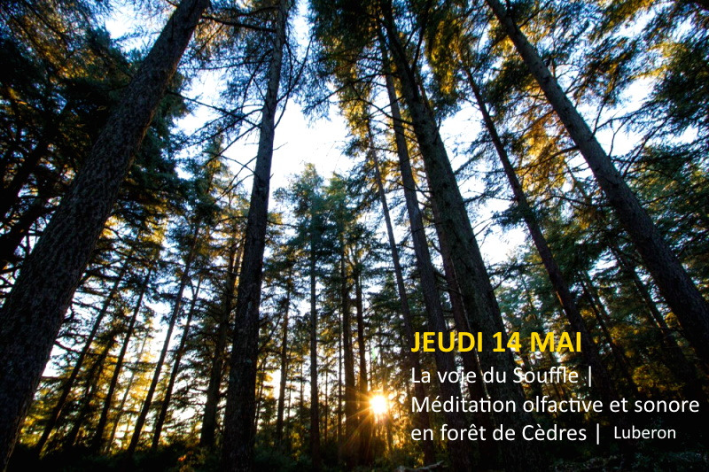 illustration Méditation olfactive à la Forêt de Cèdres - Luberon