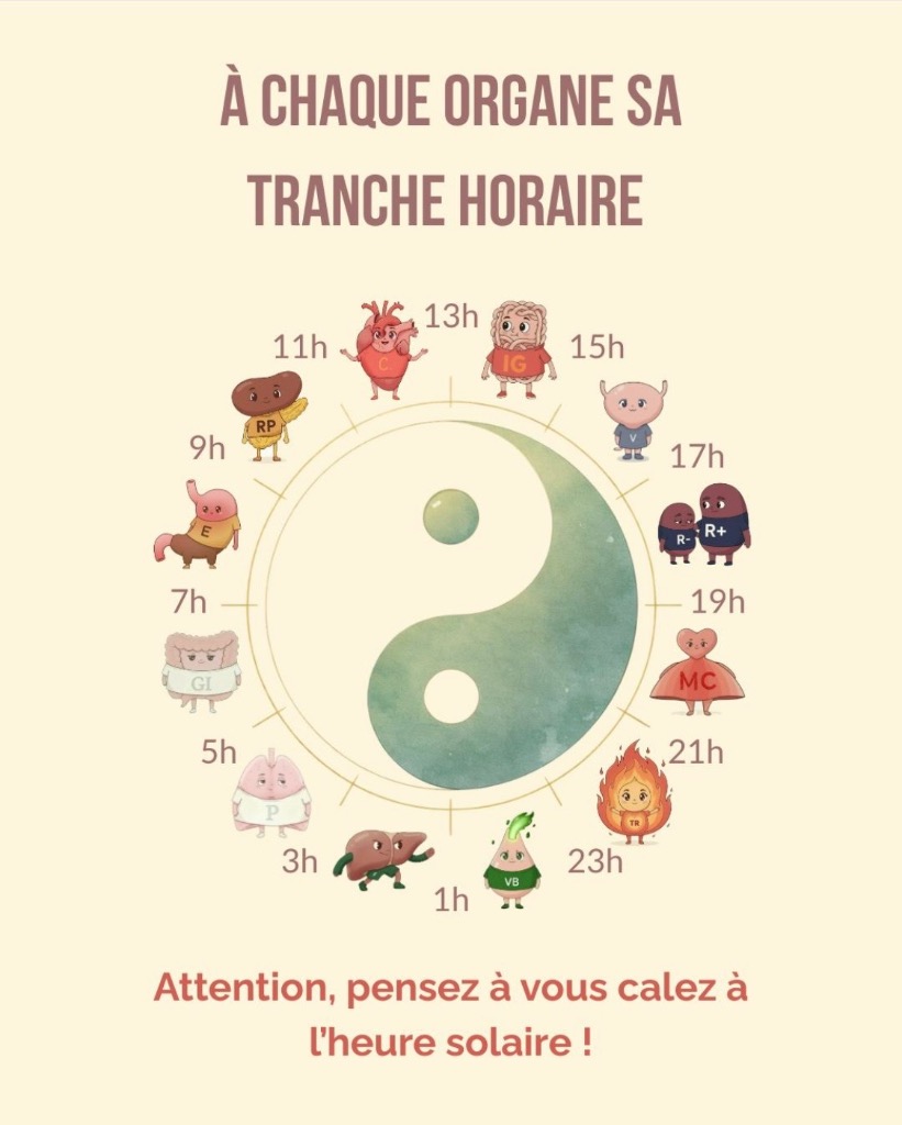 illustration La classe des organes sur Instagram