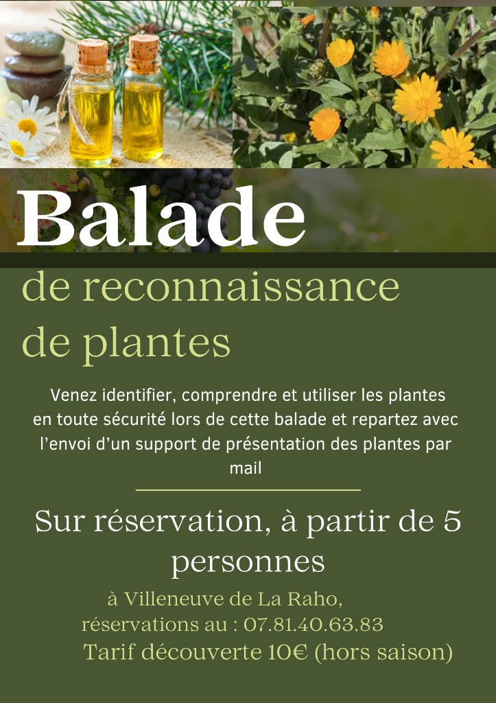 illustration Balade de reconnaissance de plantes sauvages