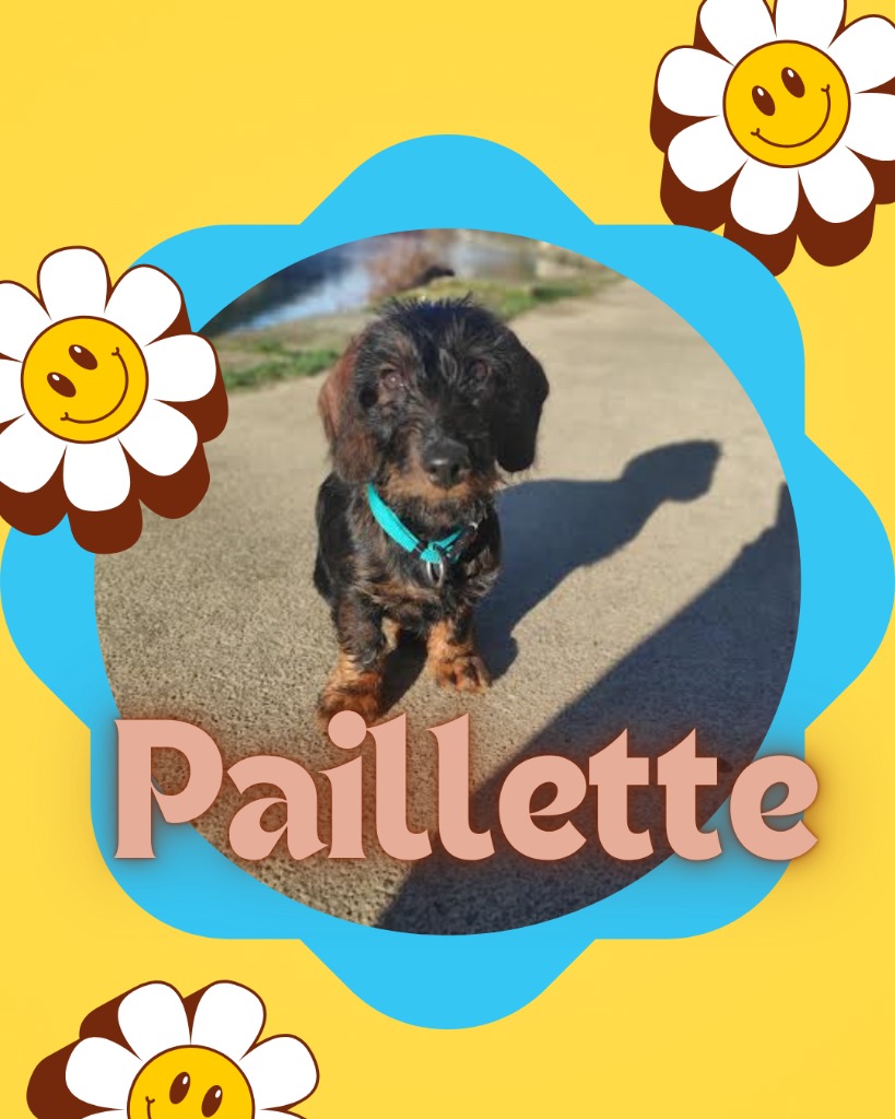 illustration Présentation de mon nouvel assistant 🐕