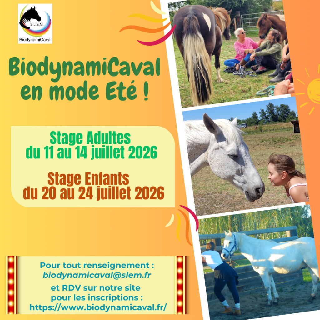 illustration Stages été 2026 Enfants et Adultes
