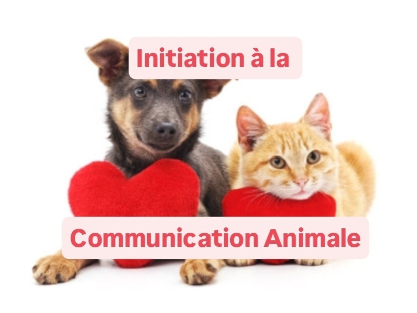 illustration INITIATION A LA COMMUNICATION ANIMALE juin ou août