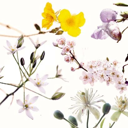 illustration FLEUR DE BACH