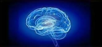 illustration L'Anxiété Sociale, quand le cerveau limbique s'emballe