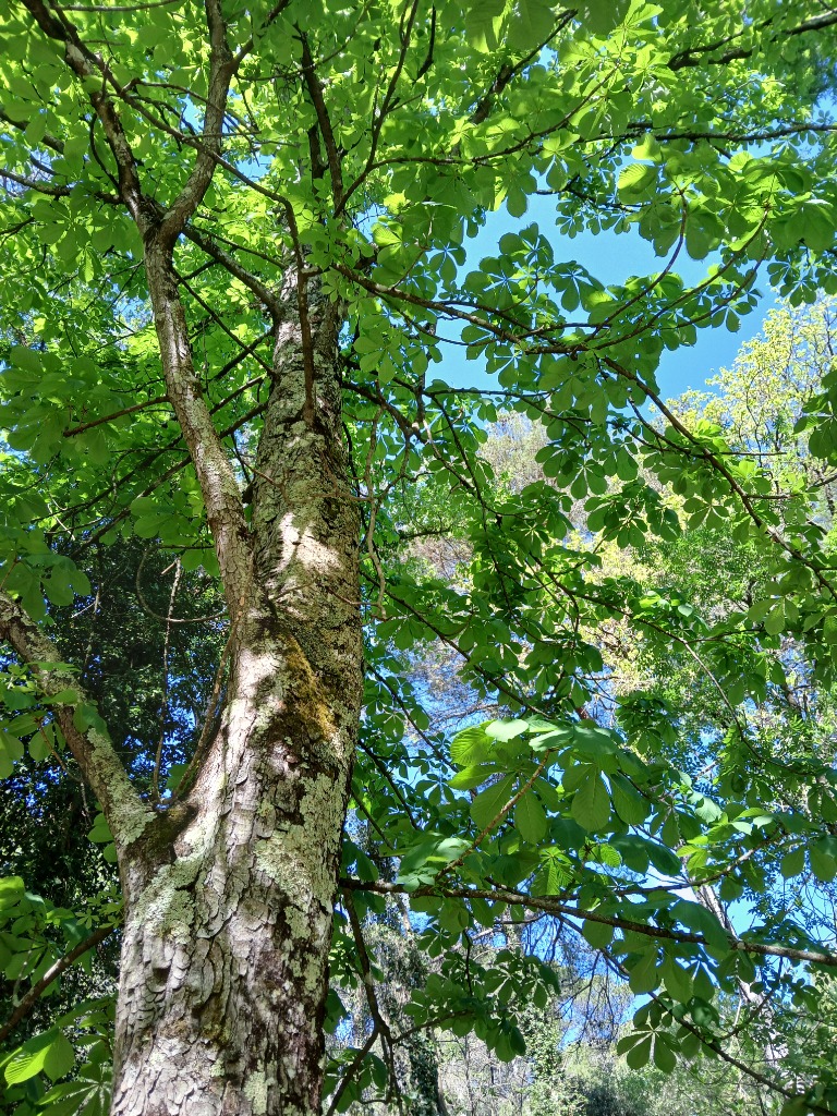 illustration Journée bien-être en Foret