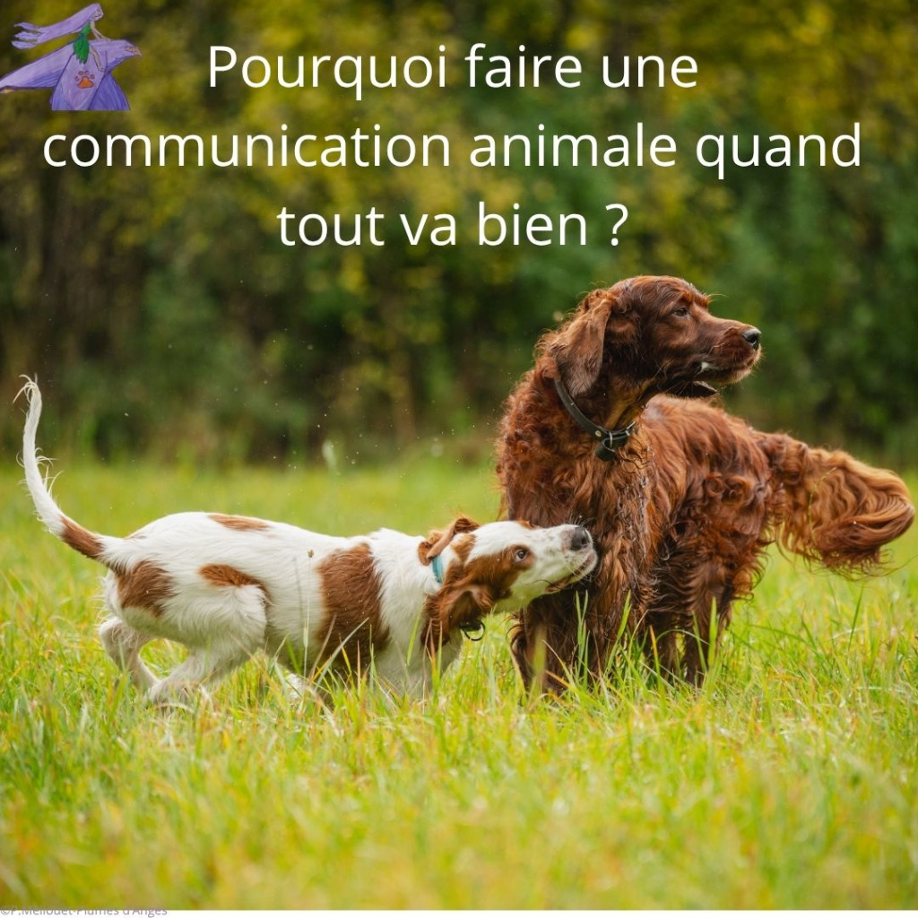 illustration Pourquoi faire une communication animale quand tout va bien ?