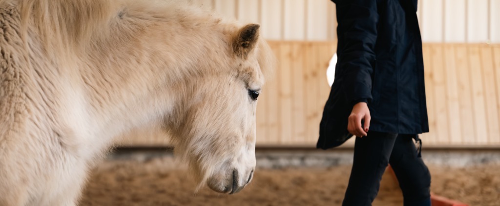 illustration Un cheval pour se découvrir et grandir
