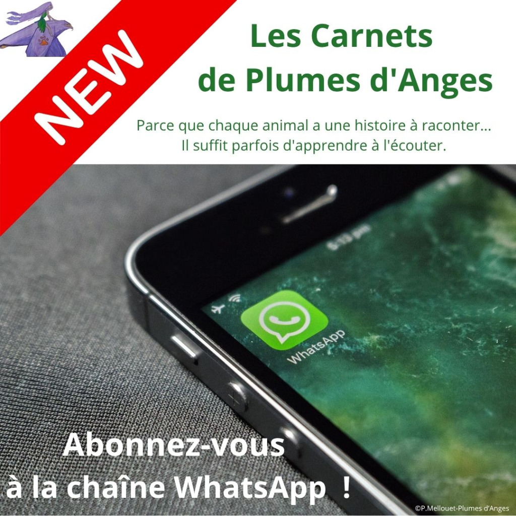 illustration Les Carnets  de Plumes d'Anges