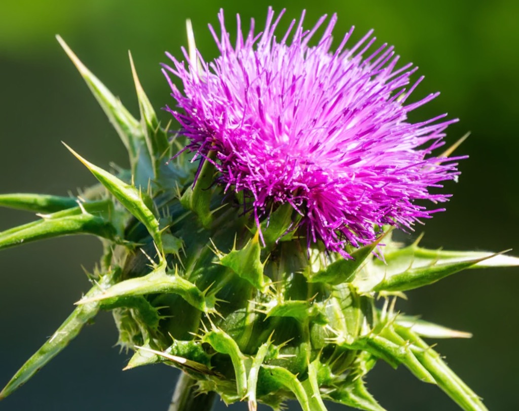 illustration Si on parlait DETOX du foie