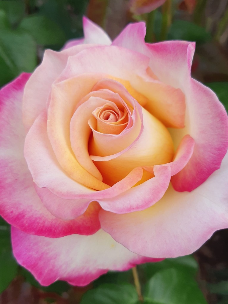 illustration Le printemps en médecine chinoise. Expansion & Renouveau