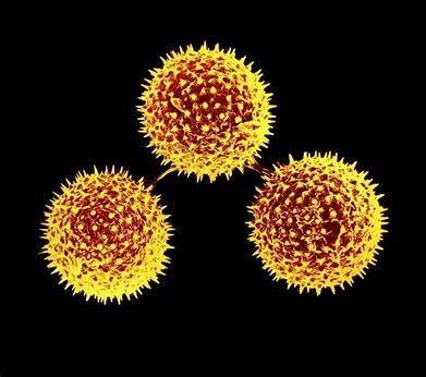 illustration C'EST LE PRINTEMPS : PREVENIR ET GERER LES ALLERGIES SAISONNIERES AVEC LA NATUROPATHIE