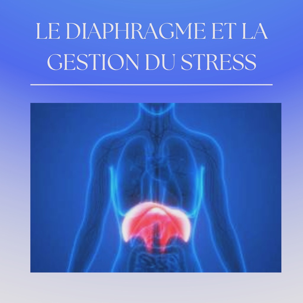 illustration Le diaphragme et la gestion du stress