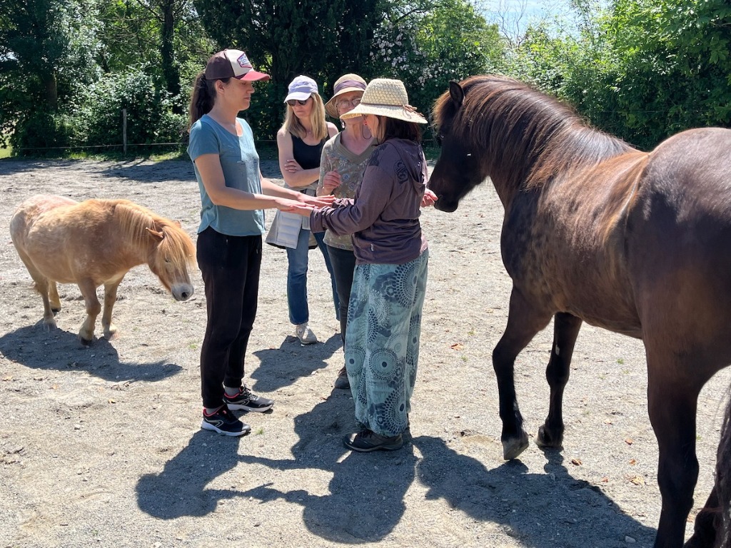 illustration Constellations familiales avec les chevaux