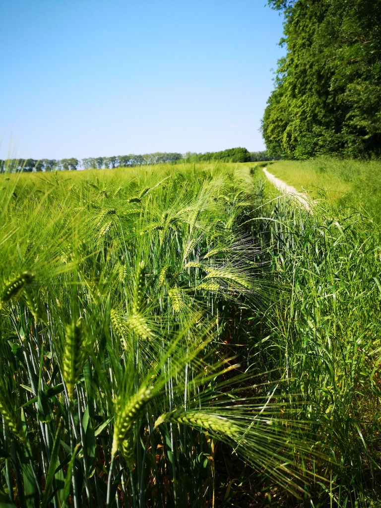 illustration Sophro-balade 18 avril 2026 - Voisenon (77)