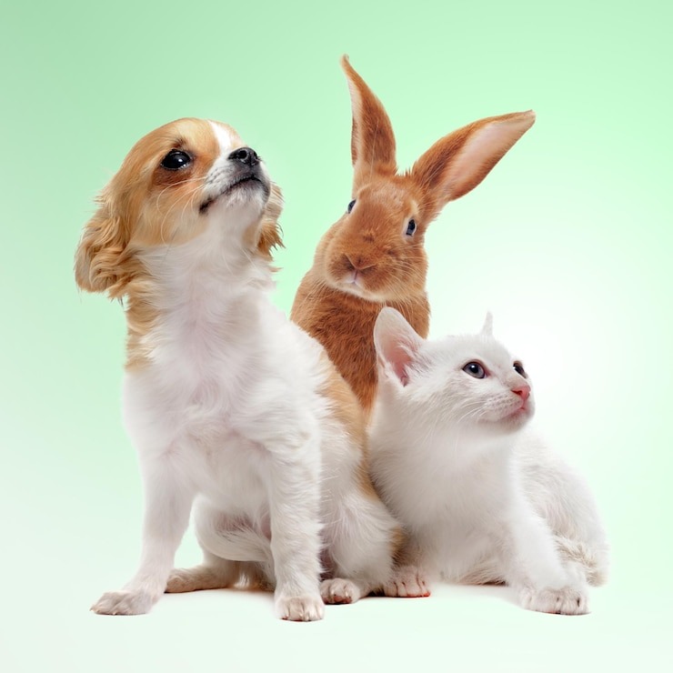 illustration Biorésonance pour les Animaux