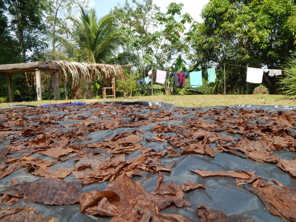 illustration Purge au tabac sacré le mercredi 1er avril/ le dimanche 7 juin