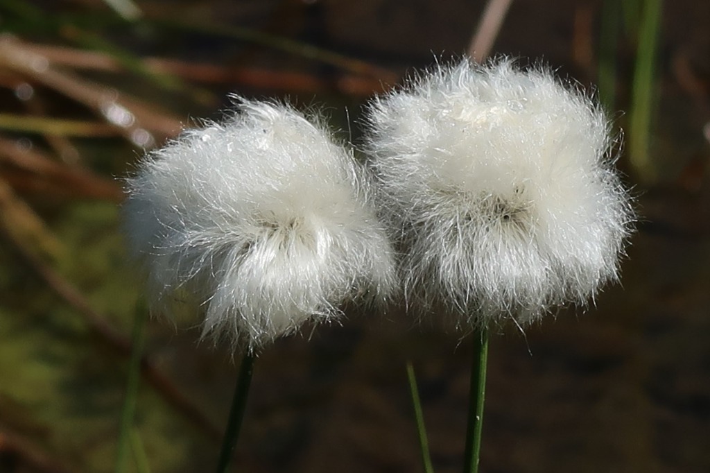 illustration Massage Duo