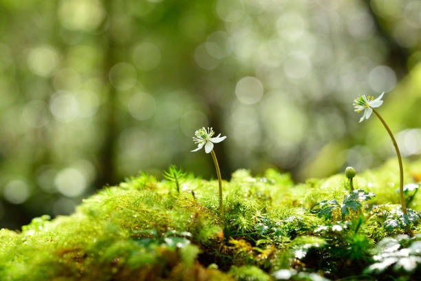 illustration Se ressourcer dans la nature avec la Sophro-Énergie
