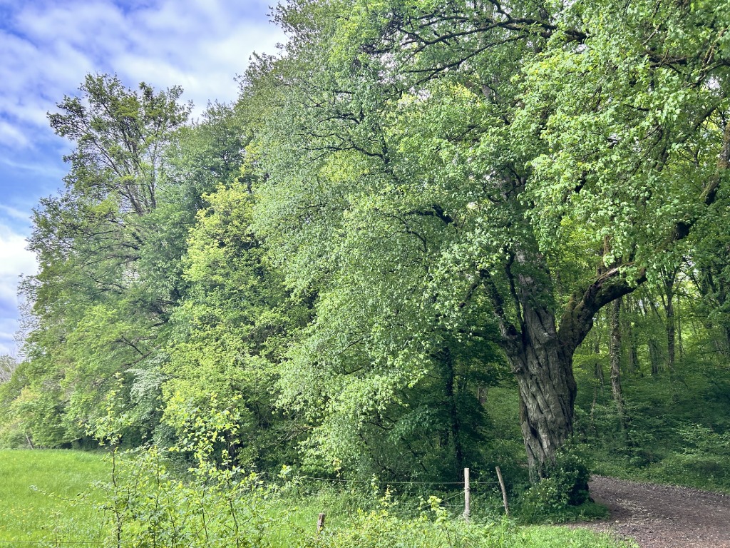 illustration Bain de Forêt Conscient