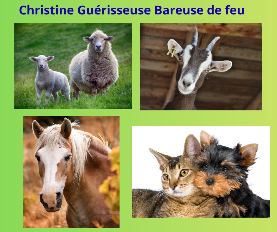 illustration Séance pour les animaux de ferme et de compagnie