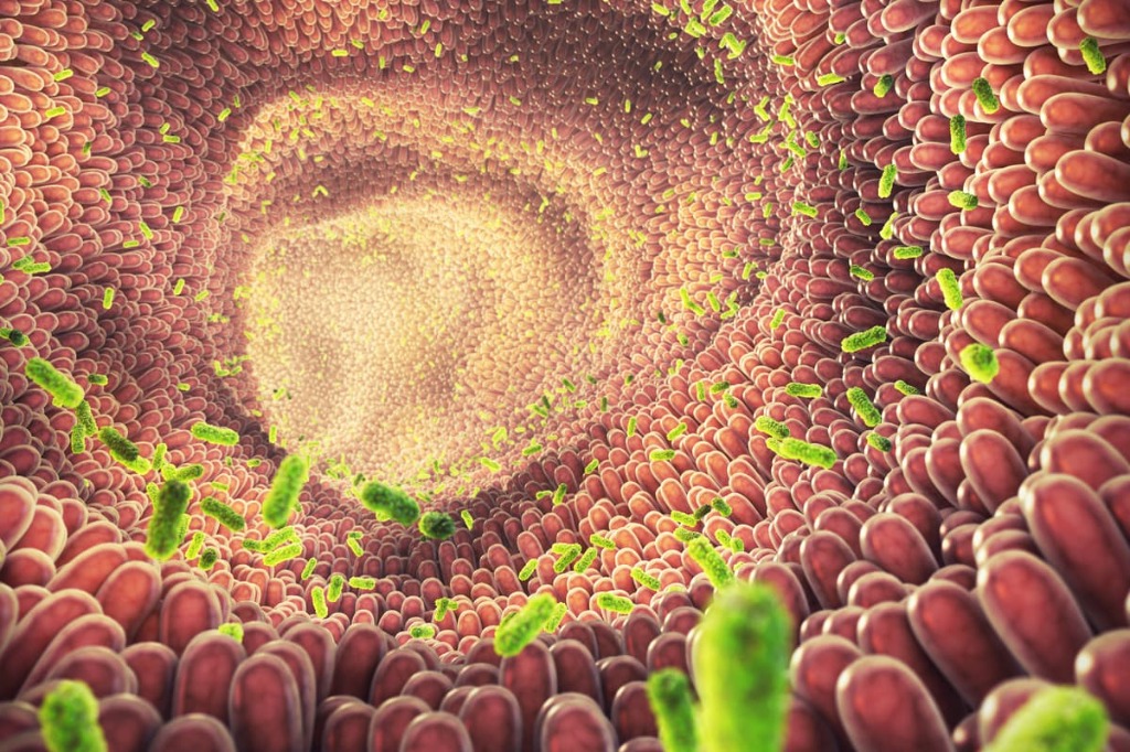 illustration SANTE INTESTINALE : pourquoi une vision globale est-elle indispensable ?