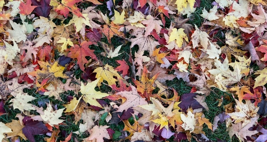 illustration Retraite escapade immersive  d'une journée – Mon automne intérieur  3 octobre 2026 - Haute Savoie