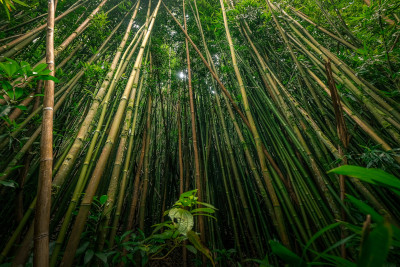 photo fôret de bambou
